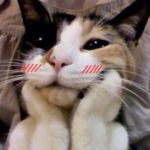 Ảnh đại diện của caijzaynek2