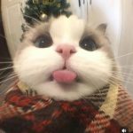 Ảnh đại diện của anhduongtran1412