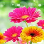 Ảnh đại diện của camtu94