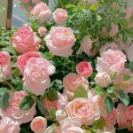 Ảnh đại diện của linhhhdheh838272