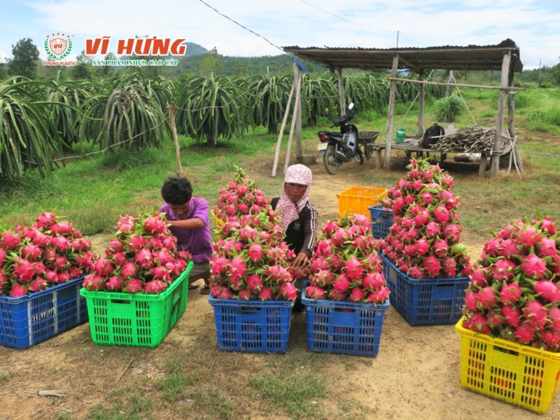 Nông dân thu hoạch trái cây tại vườn và đóng vào sọt nhựa để vận chuyển